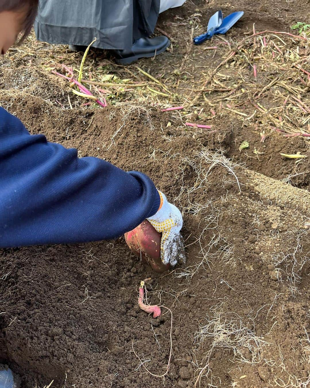 魚住咲恵のインスタグラム：「今日は幼稚園のお芋掘り❗️ 親子で、与えられた区画のさつまいも🍠を掘って掘って… 出てくる！出てくる！さつまいもの兄弟〜🍠🍠🍠 周りの子たちも、大盛り上がり‼️立派なさつまいもをわんさか収穫させて頂きました😄 帰ったその足で、芋洗い👐 優しく、優しく洗ったあとは、自分の長靴の泥も落としてもらいました✌️ （もちろん、振り向いたら「雨が降ってるー！」ってホース上に向けて、大はしゃぎなオマケ付きよ）  さぁ、早速…と言いたいところですが、今日食べても甘みはのっていないらしく、1週間から1ヶ月程度寝かせると、甘味が増し、美味しく仕上がるそうなので、しばしお預け…😊  「これはバァバの…、これはうちの…」と袋分けしていたら、「これは〇〇ショップのお孫ちゃんにあげたい…！」と、お世話になりまくっている、近所の商店のご夫婦分を取り分けていたので、早速お持ちすると、そのお孫ちゃん、普段は都内の別のエリアにお住まいなのが、今日からたまたま、また里帰りするそう😍 想いが届いて良かったね🧡  可愛い思い出いっぱいの秋の1日🍂  #お芋掘り  #芋掘って帰るだけ #親子の時間  #幼稚園 #秋の思い出 #お裾分け  #大豊作  #魚住咲恵」