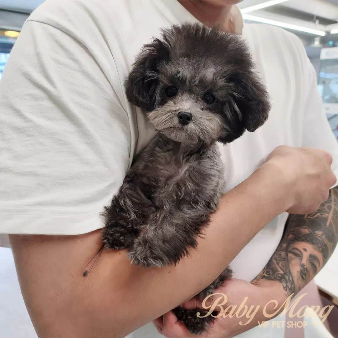 さんのインスタグラム写真 - (Instagram)「Look at this cute poodle! . . 저희는 다양한 강아지를 소유하고있으며, 강아지의 외모와 건강에 최선을 다하고 있습니다. We OWN Each and Every Puppy In Hand We Only Offer the Best in Appearance and Health  . . 베이비몽은 11년동안 운영한 믿을 만한 펫샵으로 많은 한류스타, k팝스타, 셀럽들이 선택한 곳입니다 미니 사이즈,명품견 전문으로  해외,국내에서 이미 유명하며  단 한건의 사고 없이 지금까지 운영해 왔습니다  당신이 원하는 강아지가 있다면 언제든지 연락주세요!!  BabyMong is a reliable pet shop that has been operating in Korea for 11 years. Many K-pop stars, Korean wave stars, and celebrities chose BabyMong. We are specialize in selling mini-cup-sized puppies. We sent many puppies abroad for a long time. And the puppies have been transported safely without a single accident.  Feel free to contact me if you are interested. . . ????서울 영등포 본점: 010 8325 0086 영업등록번호: 110111-7609071 주소: 서울시 영등포구 영중로23 대표번호: 1688-4386 ??  text Instagram☎+82-10-2214-0186 Whatsapp +82-10-2214-0186 Wechat babymongoverseas Email : babymongkorea@gmail.com Dm : ?? Please direct message call me BABYMONG Main Kakao talk ID : babymongkorea . . #푸들#푸들입양#토이푸들#토이푸들분양 #실버푸들#타이니푸들#푸들스타그램#멍스타그램 #애견#애견분양#서울애견#베이비몽 #poodle#toypoodle#micropuppy#silverpoodle#tinypoodle #teacuppuppy#teacuppoodle#micropoodle #puppy#puppies#cute#dogstagram#poodleofinstagram #puppyforsale#koreanpuppy#poodlelove」10月11日 17時16分 - babymong