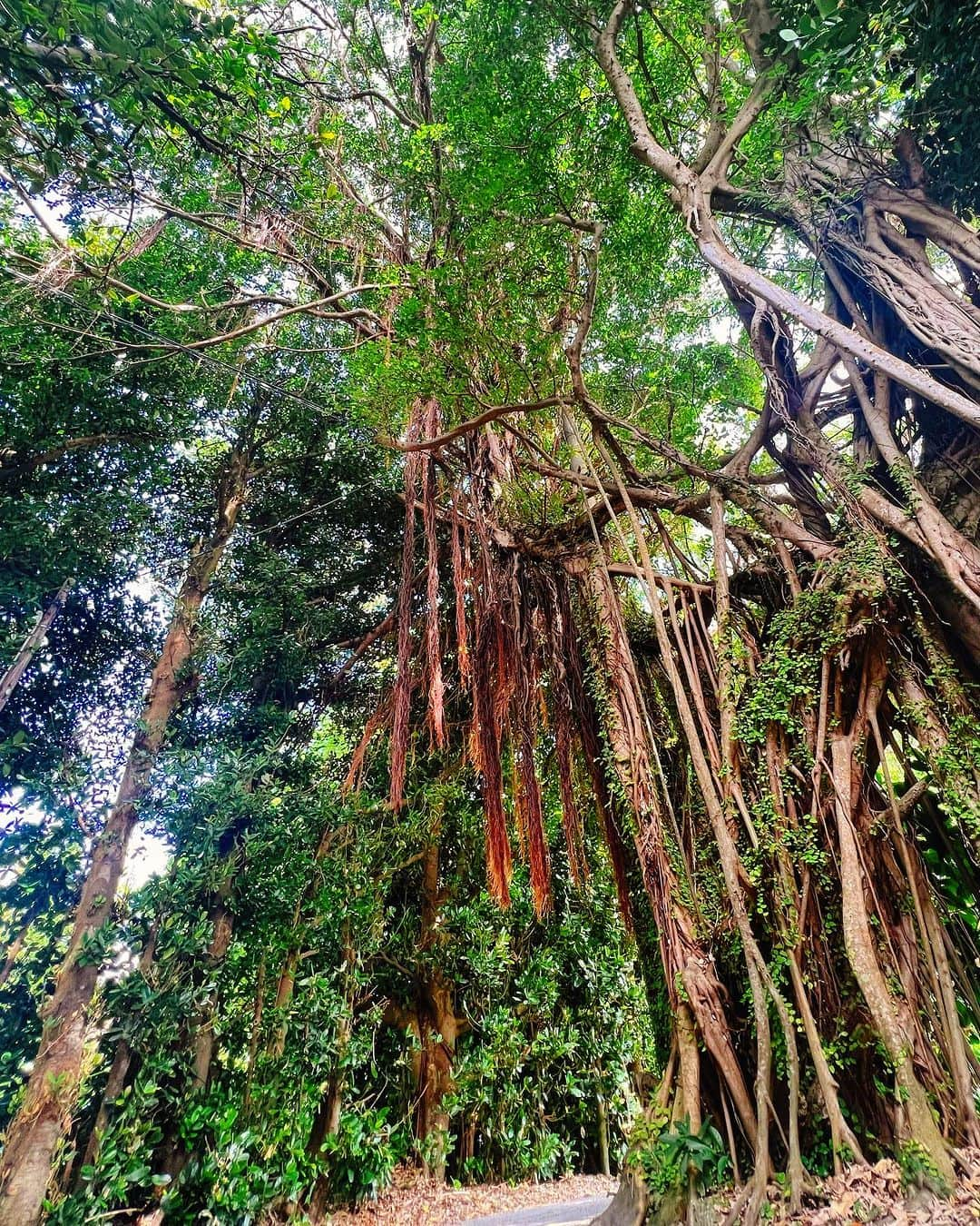 高松いくのインスタグラム：「🧘🌳 備瀬のフクギ並木にあるのは フクギだけじゃないのです  パワースポットとして有名な 大きな大きなガジュマルの木  そばにある石や 木に触れて願い事を...  ガジュマルの花言葉は 「健康」 「たくさんの幸せ」  ガジュマルは、 昔から「精霊が宿る木」と言われ、 外国でも神聖な木として扱われてきたそうです。  そして、沖縄では、 子供の姿をした精霊が住んでると言われ「夢を叶える木」と言われています。  みんなの願いが叶いますよう...🍀  願い事って 一度何を願うか悩んだり、口に出す事で、 自分が何を望んでいるのかを再認識して どうなりたいのか どうしたら良いのかが 明確になるから そこまでの虹🌈がかかる だから叶うのは パワースポットの力と、願う人の力 だと 私は思う😌  ぜひ 願いを明らかにしに来ませんか？  #沖縄 #備瀬 #備瀬のフクギ並木  #ガジュマル  #パワースポット  #願い事  #健康  #yoga」