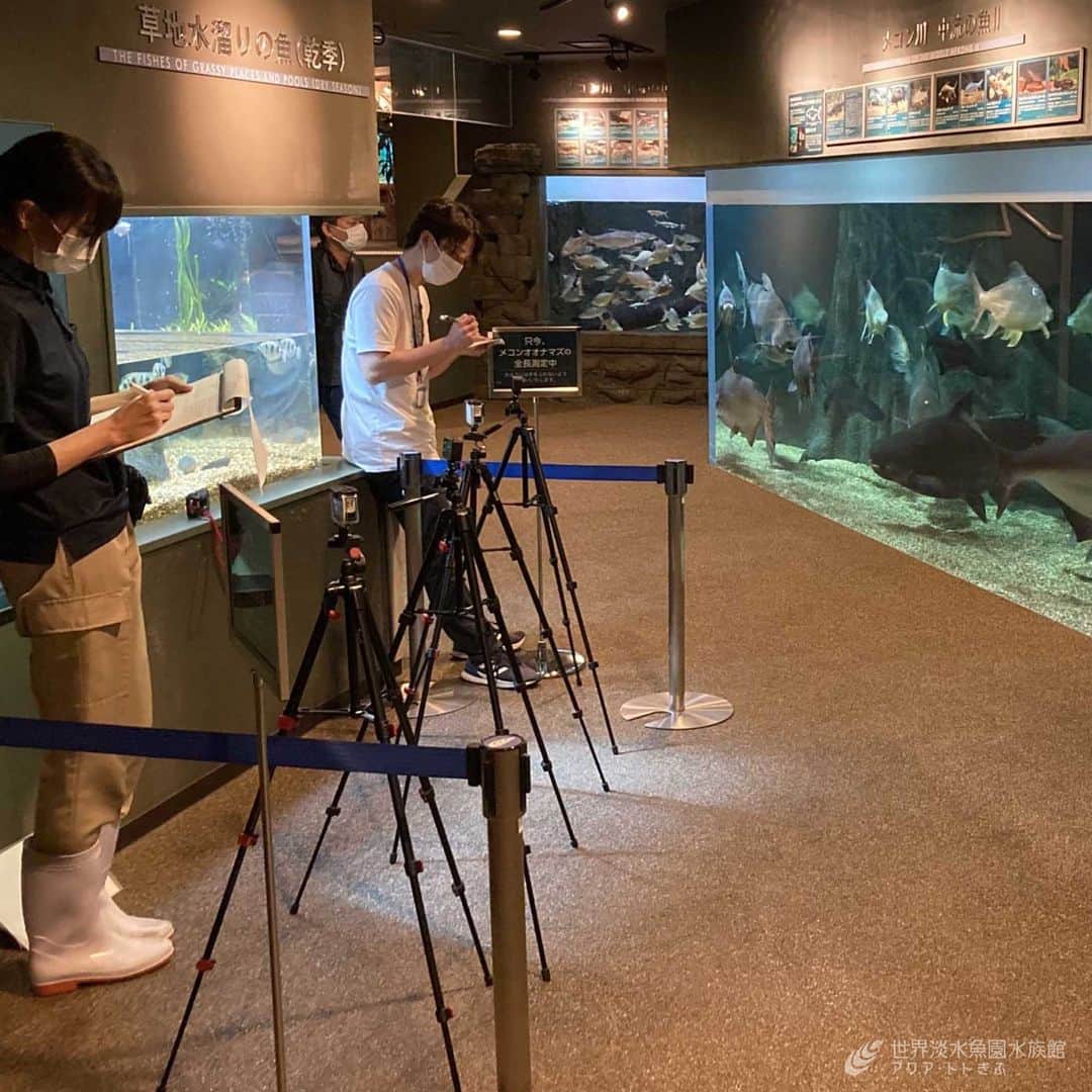 世界淡水魚園水族館 アクア・トト ぎふのインスタグラム：「11月1日の計量記念日にちなみ、生き物の大きさや重さを想像し、じっくり観察するイベント『あの生き物はどれくらい？』を開催します。  この中でメコンオオナマズ個体識別と、全長を推定するDLT解析を体験する企画を実施します。 ただいま参加者を募集中です。  詳しい内容や応募方法は、公式ホームページ下部の「申込受付中のイベント」をご覧ください。  #アクアトト #水族館 #aquarium #計量記念日 #オアシスパーク #河川環境楽園」