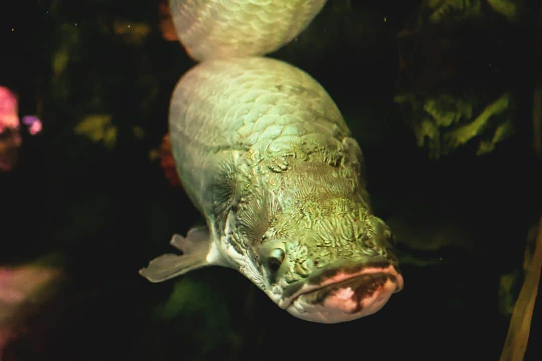 アクアパーク品川のインスタグラム：「世界最大の淡水魚、ピラルクの勇ましいショット📷 さすがの貫禄です✨  #ピラルク #arapaima #世界最大#淡水魚 #アクアジャングル #マクセルアクアパーク品川 #MaxellAquaParkShinagawa #アクアパーク #aquapark #アクアパーク品川 #aquaparkshinagawa #水族館 #aquarium #水族館デート #東京 #都内 #品川 #駅近 #東京観光 #屋内遊び場 #品川プリンスホテル #品プリ」