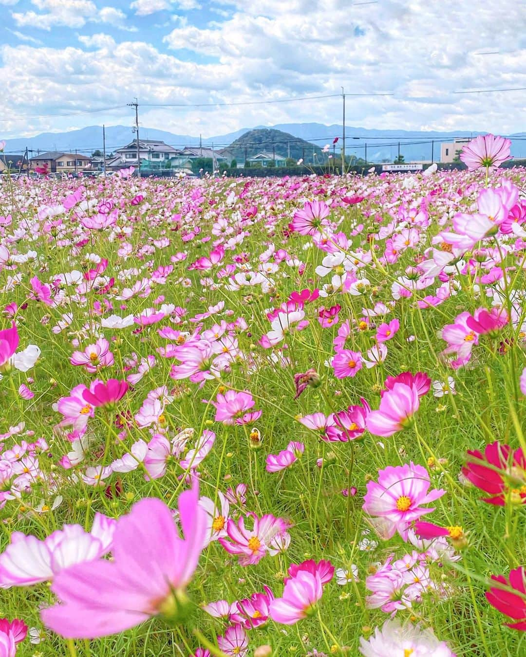 hama_aki_pppさんのインスタグラム写真 - (hama_aki_pppInstagram)「奈良県橿原市#藤原宮跡 (スライドして下さい)  Location Nara Japan (Swipe)    2023.10.06   ここ行くと必ずコラボする#畝傍山  今日は2枚目です😆  #神社仏閣　 #秋桜  #わたしは奈良派  #奈良県景観資産　　 #おとな旅プレミアム  #こころから  #タビジェニ  #j_flower_shots  #sorakataphoto  #japanese_gardens  #otonatabi_japan  #histrip_japan  #total_flowers  #zkg10 #loves_united_flora  #ptk_japan  #cooljapanvideos  #flower_igers  #9vaga_flowerscolor9  #japanesetemple #japanesegarden  #iphonephotography  #top_favorite_shots  #allthingsofbeauty_  #inspring_shot  #angelsandflowers_  #flower_perfection  #iphonephotographer」10月11日 18時05分 - hama_aki_ppp