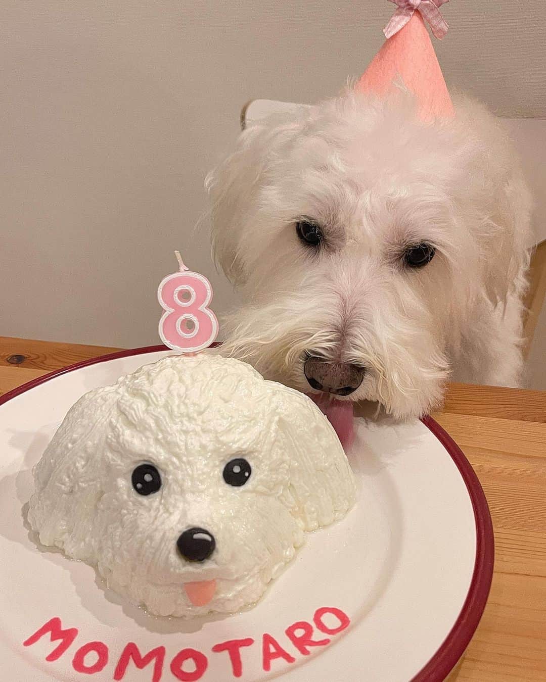 浦まゆさんのインスタグラム写真 - (浦まゆInstagram)「. 昨日は私の愛する愛する桃太郎の８歳の誕生日だったので、 今年もケーキを作りました🐶🎂 ２歳の時に保護犬のモモを迎えて早６年。 これからも健康で幸せに過ごそうね💞  ケーキは、土台をさつまいも、毛並みを水切り無糖ヨーグルト、目と鼻と舌はチョコペンで作ったので、外してあげました！ よかったら参考にしてね〜〜」10月11日 18時28分 - uramayu0908