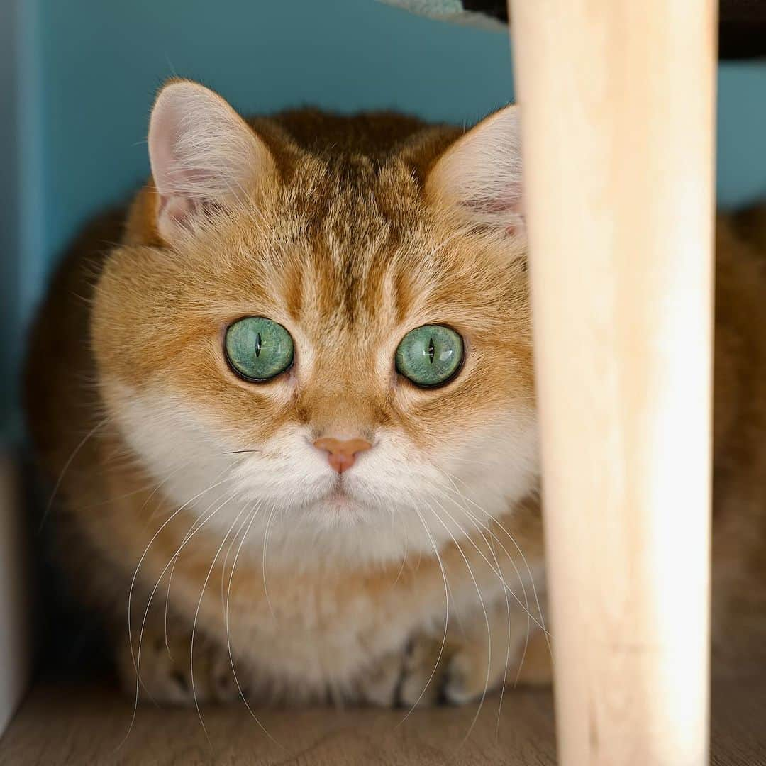 Hosicoさんのインスタグラム写真 - (HosicoInstagram)「I hid well 🙈」10月11日 18時59分 - hosico_cat