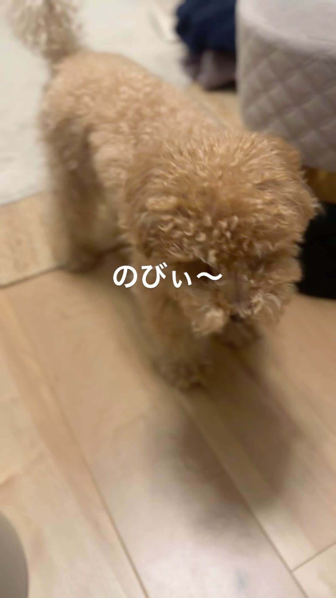 Yukarisuminoのインスタグラム：「犬がただ『のびぃ〜』してるところ。  かわいいかわいい。  #トイプードル #toypoodle #犬のいる暮らし #犬スタグラム #トイプードル部 #いぬすたぐらむ #犬と暮らす #トイプードル男の子 #トイプードルアプリコット #doglover #doglife #instadog #犬バカ #いぬ部」