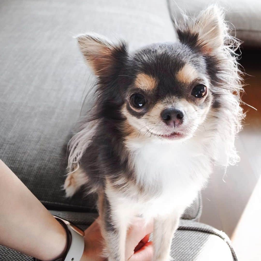 田原可南子さんのインスタグラム写真 - (田原可南子Instagram)「🐶💕  1.わたしの待受画面♡ 2.カートに乗ってお出かけ 3.いつまでも赤ちゃん👶🏻 4.お決まりの散歩コースで笑ってるよ 5.日向ぼっこが趣味なのだ！ 6.ささみうまぁ 7.みみげふわふわ 8.遊ぼ！遊ぼ！ 9.どーーーん 10.ふたり揃って🙄  #ヨークシャーテリア #ロングコートチワワ」10月11日 19時18分 - kanakotahara
