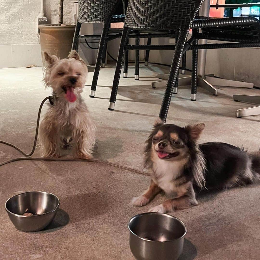 田原可南子さんのインスタグラム写真 - (田原可南子Instagram)「🐶💕  1.わたしの待受画面♡ 2.カートに乗ってお出かけ 3.いつまでも赤ちゃん👶🏻 4.お決まりの散歩コースで笑ってるよ 5.日向ぼっこが趣味なのだ！ 6.ささみうまぁ 7.みみげふわふわ 8.遊ぼ！遊ぼ！ 9.どーーーん 10.ふたり揃って🙄  #ヨークシャーテリア #ロングコートチワワ」10月11日 19時18分 - kanakotahara