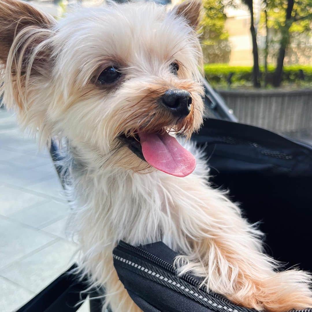 田原可南子さんのインスタグラム写真 - (田原可南子Instagram)「🐶💕  1.わたしの待受画面♡ 2.カートに乗ってお出かけ 3.いつまでも赤ちゃん👶🏻 4.お決まりの散歩コースで笑ってるよ 5.日向ぼっこが趣味なのだ！ 6.ささみうまぁ 7.みみげふわふわ 8.遊ぼ！遊ぼ！ 9.どーーーん 10.ふたり揃って🙄  #ヨークシャーテリア #ロングコートチワワ」10月11日 19時18分 - kanakotahara