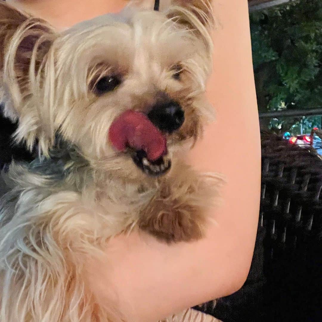 田原可南子さんのインスタグラム写真 - (田原可南子Instagram)「🐶💕  1.わたしの待受画面♡ 2.カートに乗ってお出かけ 3.いつまでも赤ちゃん👶🏻 4.お決まりの散歩コースで笑ってるよ 5.日向ぼっこが趣味なのだ！ 6.ささみうまぁ 7.みみげふわふわ 8.遊ぼ！遊ぼ！ 9.どーーーん 10.ふたり揃って🙄  #ヨークシャーテリア #ロングコートチワワ」10月11日 19時18分 - kanakotahara