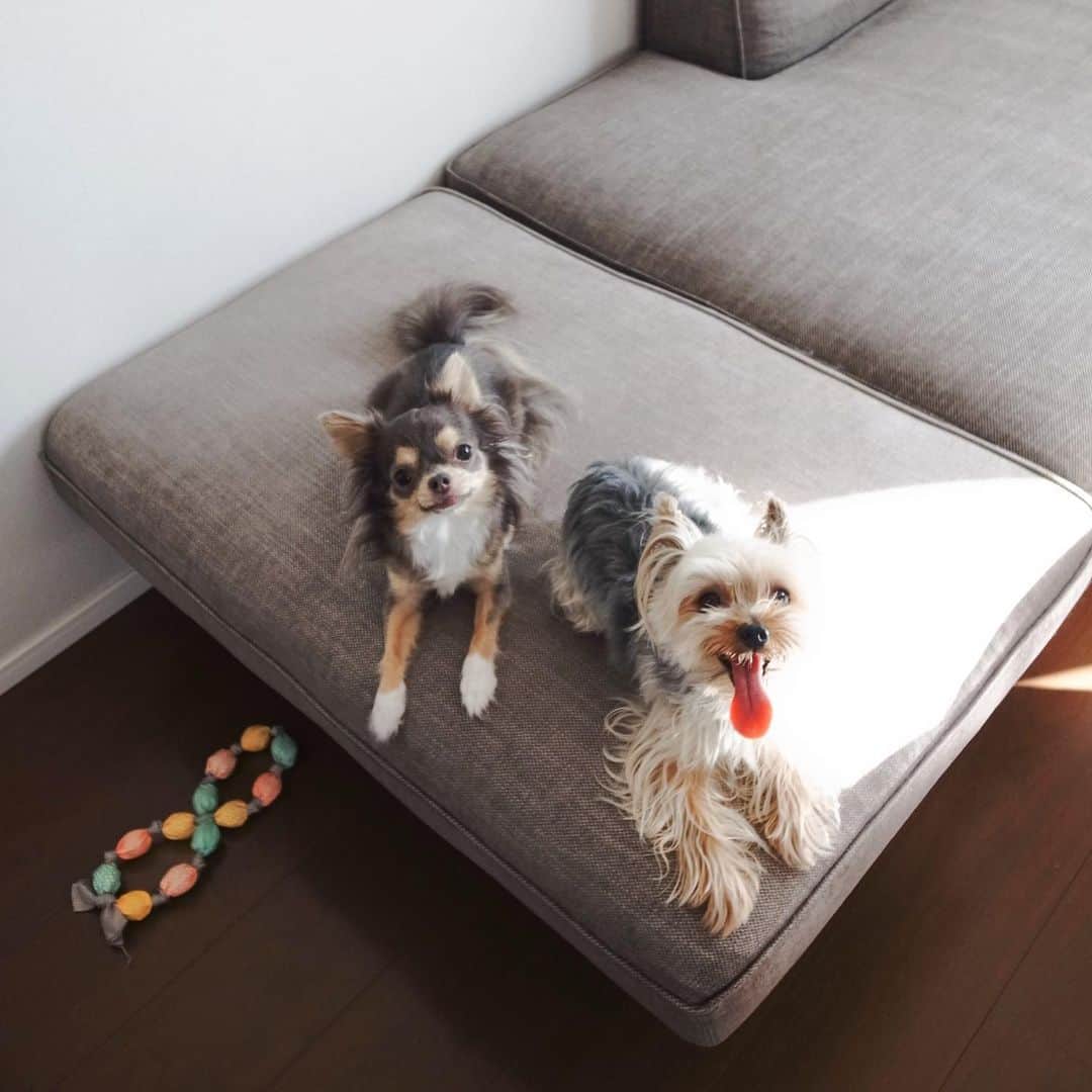 田原可南子さんのインスタグラム写真 - (田原可南子Instagram)「🐶💕  1.わたしの待受画面♡ 2.カートに乗ってお出かけ 3.いつまでも赤ちゃん👶🏻 4.お決まりの散歩コースで笑ってるよ 5.日向ぼっこが趣味なのだ！ 6.ささみうまぁ 7.みみげふわふわ 8.遊ぼ！遊ぼ！ 9.どーーーん 10.ふたり揃って🙄  #ヨークシャーテリア #ロングコートチワワ」10月11日 19時18分 - kanakotahara