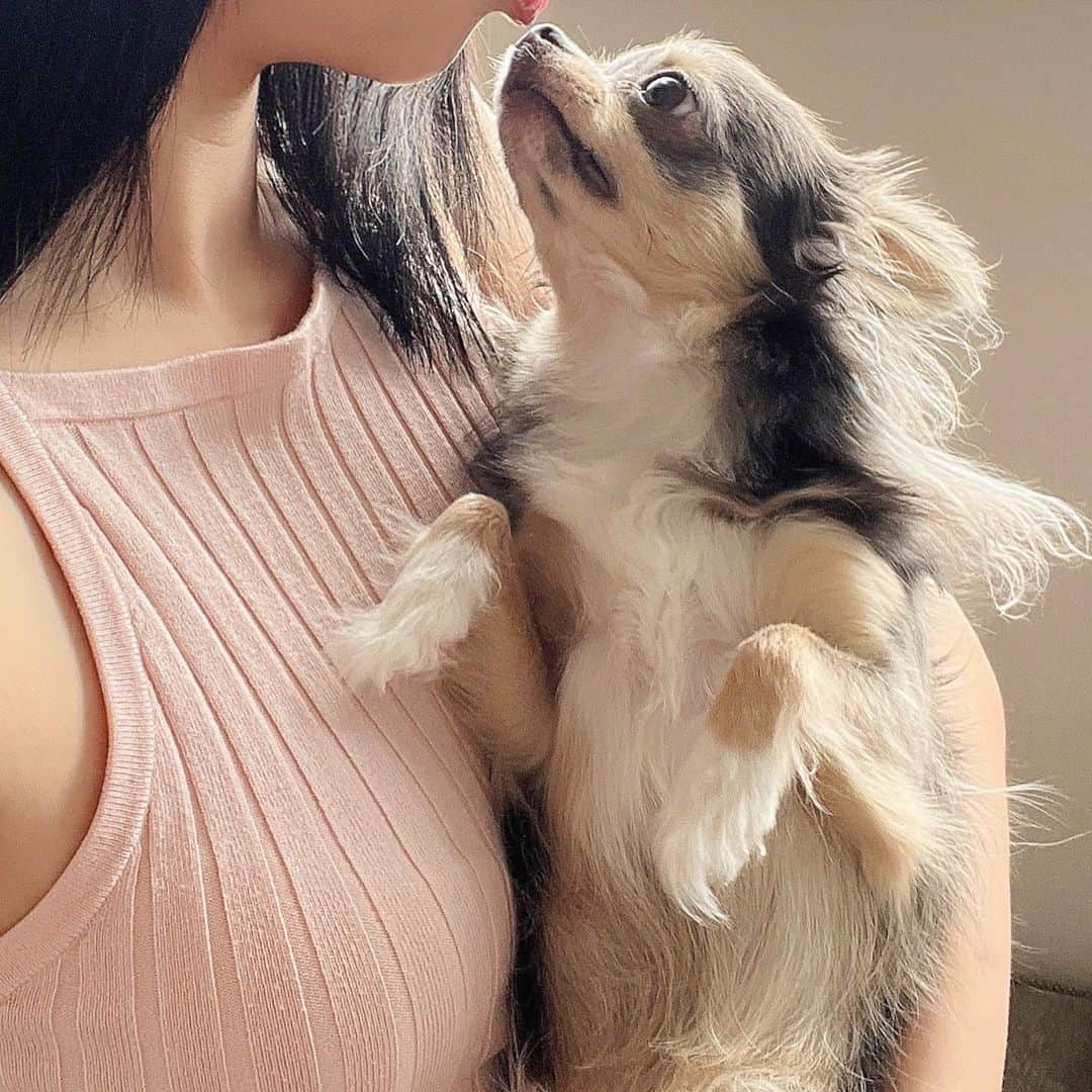 田原可南子さんのインスタグラム写真 - (田原可南子Instagram)「🐶💕  1.わたしの待受画面♡ 2.カートに乗ってお出かけ 3.いつまでも赤ちゃん👶🏻 4.お決まりの散歩コースで笑ってるよ 5.日向ぼっこが趣味なのだ！ 6.ささみうまぁ 7.みみげふわふわ 8.遊ぼ！遊ぼ！ 9.どーーーん 10.ふたり揃って🙄  #ヨークシャーテリア #ロングコートチワワ」10月11日 19時18分 - kanakotahara