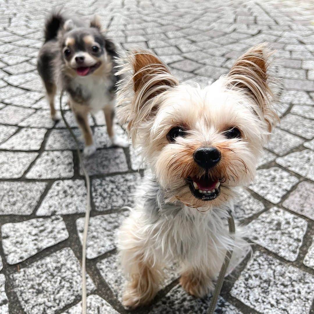 田原可南子さんのインスタグラム写真 - (田原可南子Instagram)「🐶💕  1.わたしの待受画面♡ 2.カートに乗ってお出かけ 3.いつまでも赤ちゃん👶🏻 4.お決まりの散歩コースで笑ってるよ 5.日向ぼっこが趣味なのだ！ 6.ささみうまぁ 7.みみげふわふわ 8.遊ぼ！遊ぼ！ 9.どーーーん 10.ふたり揃って🙄  #ヨークシャーテリア #ロングコートチワワ」10月11日 19時18分 - kanakotahara