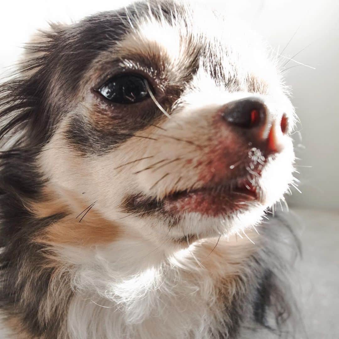 田原可南子さんのインスタグラム写真 - (田原可南子Instagram)「🐶💕  1.わたしの待受画面♡ 2.カートに乗ってお出かけ 3.いつまでも赤ちゃん👶🏻 4.お決まりの散歩コースで笑ってるよ 5.日向ぼっこが趣味なのだ！ 6.ささみうまぁ 7.みみげふわふわ 8.遊ぼ！遊ぼ！ 9.どーーーん 10.ふたり揃って🙄  #ヨークシャーテリア #ロングコートチワワ」10月11日 19時18分 - kanakotahara