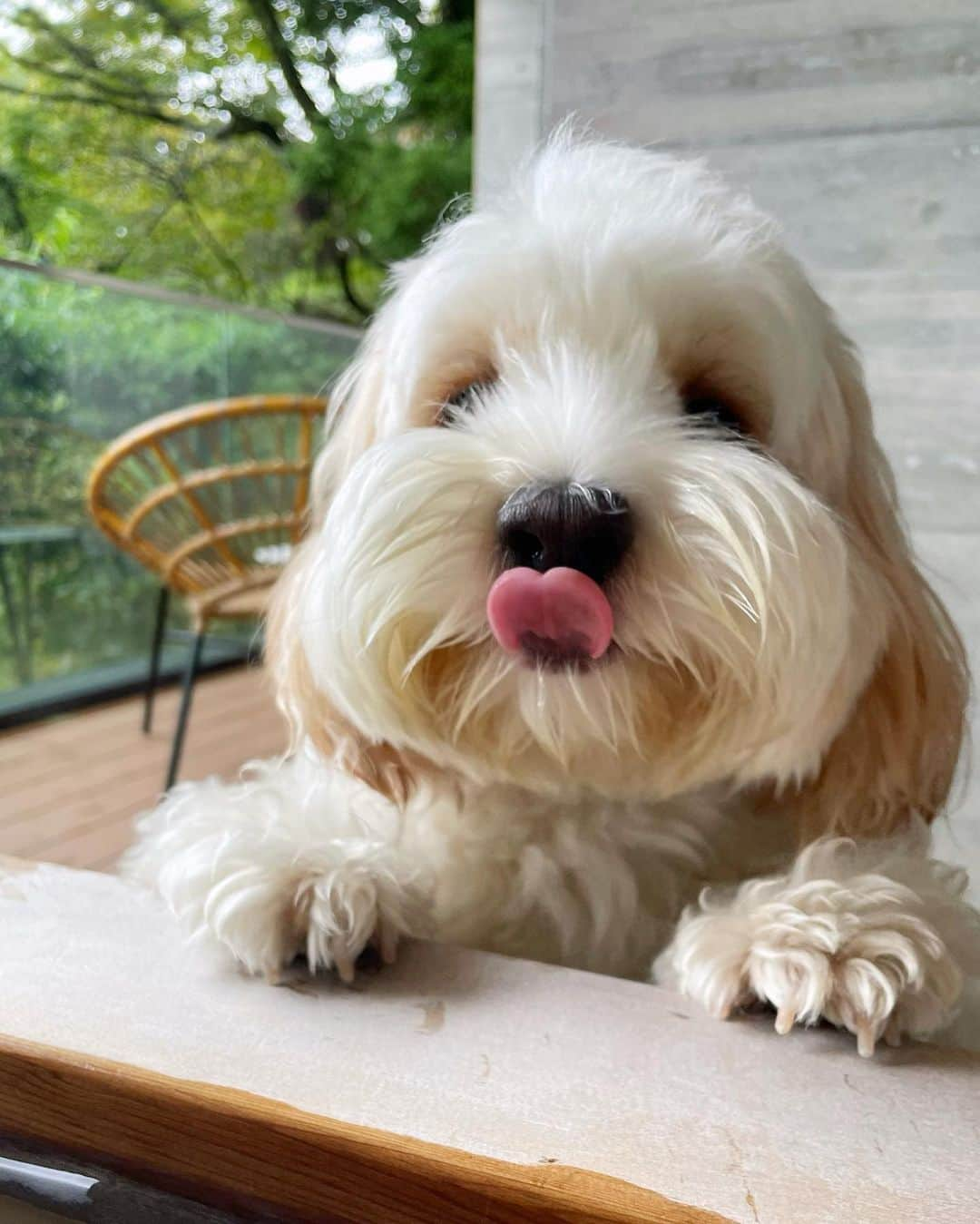 あんちゃんのインスタグラム：「温泉が気になるオレ🐶♨️  界 仙石原のお宿は お部屋に露天風呂がついてて それがもう最高に気持ちよかった🥹✨ @hoshinoresorts.kai   あんちゃんは入れないんだ… ごめんよ…笑  でもバルコニーお気に入りのあんちゃん 誰かがお風呂入ると 必ず覗いてチェックしに来ます😂🔍  揺れる水面を 不思議そうに見つめたりしてた🥰  露天風呂から見える景色も 良くて気持ちいいんだけど、 それよりずっと あんちゃんを目で追っちゃうよ🐶笑  いつでも露天風呂はいれるのって 贅沢で最高よね🥹♨️❤️  #キャバションあんちゃん  #あんちゃん　#ぬいぐるみ犬 #スヌーピー  #スヌーピー犬 #キャバション　#キャバビション　 #キャバリア #キャバリアキングチャールズスパニエル #ビションフリーゼ　 #犬  #いぬすたぐらむ #犬のいる暮らし  #わんこなしでは生きていけません会 #いぬのきもち  #犬好きな人と繋がりたい #短足部　#比熊犬 #doglove #cavachon #inustagram #puppy  #snoopy #andy #멍스타그램 #개스타그램　#댕스마스」