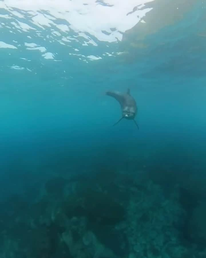 juntowaのインスタグラム：「海荒れてるぞーと言われたけど1年ぶりの三宅島行ってきましたー！  荒れた海で御蔵島に向かう間 船にしがみついてて筋肉痛🤦🏻‍♀️  海は濁りまくってて イルカを見つけるのも一苦労。 だけど遊んでくれる子が来てくれて、長ーい時間相手してくれました🥹  待ってくれてるかのようなゆっくりな泳ぎとか、何回も戻ってきてくれたりとかもうとにかく幸せでした🤤 背びれのかけてる子は 毎回会うと長く遊んでくれる🥰  また来年も会えると良いな🥹 そして360度カメラも使いこなせるようになりたい🤦🏻‍♀️  地震、津波注意報、悪天候で なかなか大変な旅でしたが 最高の旅になりましたー！ #三宅島#御蔵島#ドルフィンスイム #インスタ360」