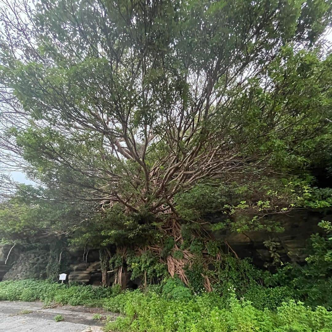 橋岡優輝さんのインスタグラム写真 - (橋岡優輝Instagram)「嵯峨ノ島🏝️  自然に囲まれてリフレッシュ！ 魚が大変美味でした🐟🐟  #五島列島 #嵯峨ノ島 #アコウの木 #釣り #平政リベンジしないと #ぱる」10月11日 19時44分 - h_yuki123