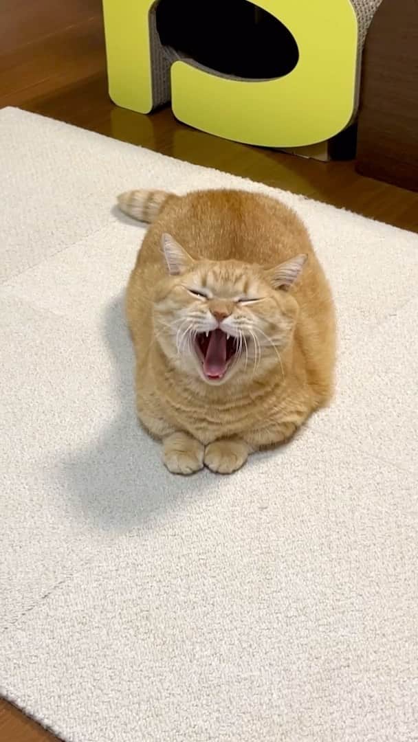 Purin_munchkincatのインスタグラム