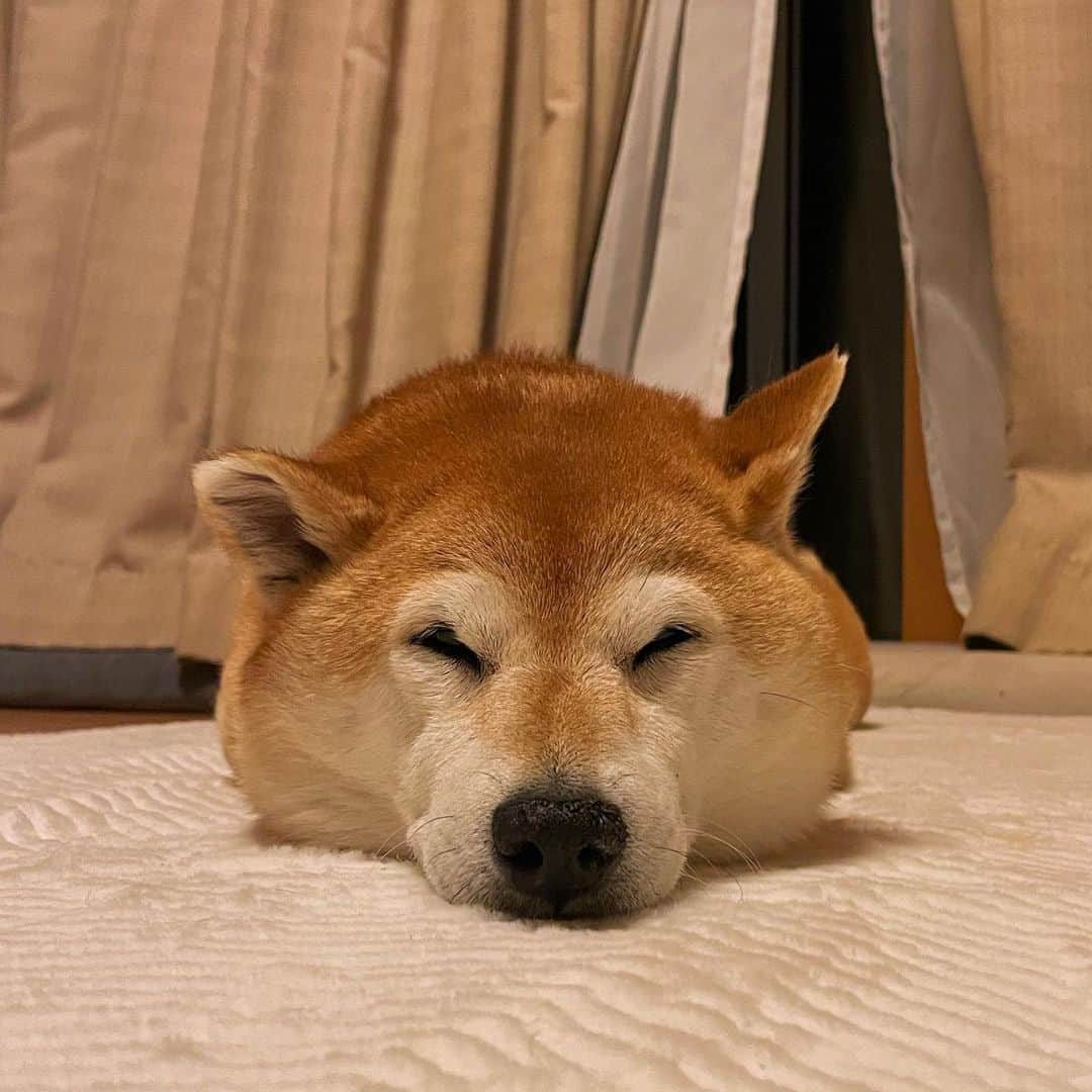 マロたんさんのインスタグラム写真 - (マロたんInstagram)「栗饅頭🌰ブゥゥン #shibainu #shiba #柴犬 #栗饅頭」10月11日 20時00分 - minapple