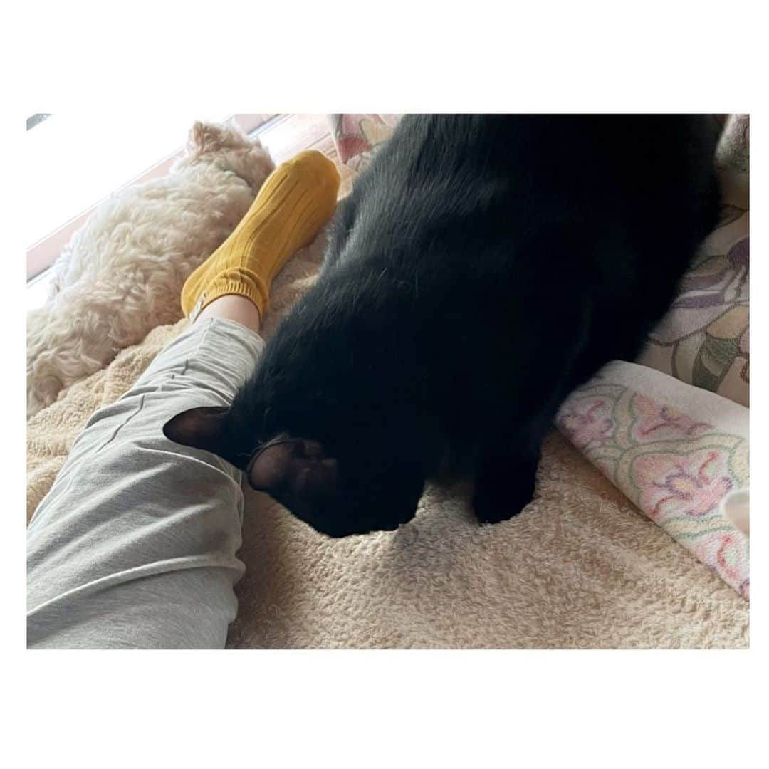 甲斐麻美さんのインスタグラム写真 - (甲斐麻美Instagram)「🐈‍⬛🐈‍⬛🐈‍⬛  心境の変化だろうか  我が家の鉄の心 黒猫のダウラと距離が近づいている気がするのだ  どうやら 人に懐かない猫には 猫嫌いの「フリ」をするのが効果的らしい  それを実践してみて 少し効果を感じてきたので 同じように悩む人に共有できたらいいと思った  とはいえ 呼んでもこないし 気軽に触る事も無理  でも ほんの数日前から チュールをそっと食べるようになったし(前は袋ごと噛み付いてた😂) わたしの指からも優しくチュールを食べるようになった  静かに近付けば 少し緊張した雰囲気を出すけれど コロコロと喉を鳴らし 撫でさせてくれる  そうそう！ ダウラは変わっていて  猫のお触りNGスポットである尻尾も、なぜかベタベタ触っても嫌がらないのだ  もっとこねくり回したい衝動と わたしは常に戦っている  ああ、なんて可愛いんだ  こんなにも大好きなのに 嫌いだよって態度をした方が 彼は近づいてくるなんて  わたしこそ心を鉄にして 猫嫌いのフリをする  目が合えば背を向ける  そんな日々を過ごしては 本当は大好きなのに…と、写真の中のダウラを穴が開くほど見つめるのだった  近くで眠る愛しい君を 今夜も感じながら  わたしは君を 嫌いなフリをする  #20231011 #kaicoの好日 #黒猫 #黒猫の可愛さ伝えたい  #元保護猫 #保護猫を家族に  人慣れや人に懐かない猫と仲良くなる方法は色々あって 効く効かないは個体差がかなりあると思われます。  洗濯ネットに入れて積極的に触る方もいれば 噛まれてもいいように革手袋なんかで撫でる方もいるし  難しいけど、それぞれ その子に合った方法を見つけるしかないのだよね。」10月11日 20時03分 - kaico_asami