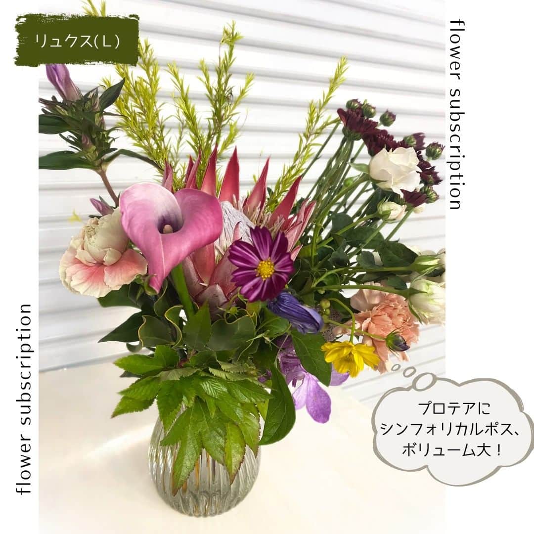 雑誌『花時間』さんのインスタグラム写真 - (雑誌『花時間』Instagram)「お届けする花材も、秋のものが入っています。 季節を感じられるのが、定期便の魅力ですね。  【プチ_Ｓ】 バラ(テナチュール) キク(ネオ) カーネーション(メルレットサーモン) コスモス(ピコティー) キバナコスモス ツキミソウの実 キイチゴ(ベビーハンズ） メラレウカ  【スタンダード_Ｍ】 バラ(テナチュール) バラ(リテラテュール) キク(ネオ) カーネーション(メルレットサーモン) カーネーション(キャラメル) コスモス(ピコティー) キバナコスモス クレマチス(ローグチ) ツキミソウの実 キイチゴ(ベビーハンズ） グレビレア(ゴールド) メラレウカ リンドウ  【リュクス_Ｌ】 バラ(テナチュール) バラ(リテラテュール) バラ(フェアリーキッスホワイト) キク(ネオ) アランダ(クリスティーン) コスモス(ピコティー) キバナコスモス クレマチス(ローグチ) プロテア(クレア) ツキミソウの実 キイチゴ(ベビーハンズ） シンフォリカルポス メラレウカ リンドウ カラー(ザズー)  【花時間ニュース】 💜『花時間マルシェ』発、花の定期便が大好評🥰　世界でここだけのバラと旬花が届く嬉しいサービスです💕  💜『花時間』の2024年カレンダー、大好評発売中！  💜『花時間2023秋』〈花屋さんへ行こう〉大好評発売中！  💜『花と短歌でめぐる 二十四節気 花のこよみ』大好評発売中  すべて @hanajikan_magazine のプロフィールのリンクから飛べます✈️  『花時間』本誌や書籍は全国の書店、ネット書店でも発売中✨  #花時間 #フラワーアレンジ #花の定期便 #花のサブスク #グリーンブーケ #夏の花 #花が好き #花が好きな人と繋がりたい #花を飾る #花を飾る生活 #花屋さんへ行こう」10月11日 20時06分 - hanajikan_magazine