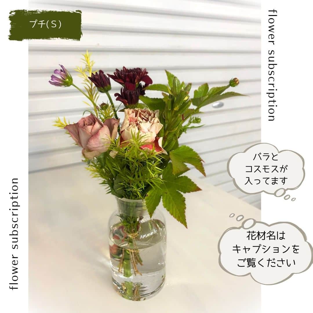 雑誌『花時間』さんのインスタグラム写真 - (雑誌『花時間』Instagram)「お届けする花材も、秋のものが入っています。 季節を感じられるのが、定期便の魅力ですね。  【プチ_Ｓ】 バラ(テナチュール) キク(ネオ) カーネーション(メルレットサーモン) コスモス(ピコティー) キバナコスモス ツキミソウの実 キイチゴ(ベビーハンズ） メラレウカ  【スタンダード_Ｍ】 バラ(テナチュール) バラ(リテラテュール) キク(ネオ) カーネーション(メルレットサーモン) カーネーション(キャラメル) コスモス(ピコティー) キバナコスモス クレマチス(ローグチ) ツキミソウの実 キイチゴ(ベビーハンズ） グレビレア(ゴールド) メラレウカ リンドウ  【リュクス_Ｌ】 バラ(テナチュール) バラ(リテラテュール) バラ(フェアリーキッスホワイト) キク(ネオ) アランダ(クリスティーン) コスモス(ピコティー) キバナコスモス クレマチス(ローグチ) プロテア(クレア) ツキミソウの実 キイチゴ(ベビーハンズ） シンフォリカルポス メラレウカ リンドウ カラー(ザズー)  【花時間ニュース】 💜『花時間マルシェ』発、花の定期便が大好評🥰　世界でここだけのバラと旬花が届く嬉しいサービスです💕  💜『花時間』の2024年カレンダー、大好評発売中！  💜『花時間2023秋』〈花屋さんへ行こう〉大好評発売中！  💜『花と短歌でめぐる 二十四節気 花のこよみ』大好評発売中  すべて @hanajikan_magazine のプロフィールのリンクから飛べます✈️  『花時間』本誌や書籍は全国の書店、ネット書店でも発売中✨  #花時間 #フラワーアレンジ #花の定期便 #花のサブスク #グリーンブーケ #夏の花 #花が好き #花が好きな人と繋がりたい #花を飾る #花を飾る生活 #花屋さんへ行こう」10月11日 20時06分 - hanajikan_magazine