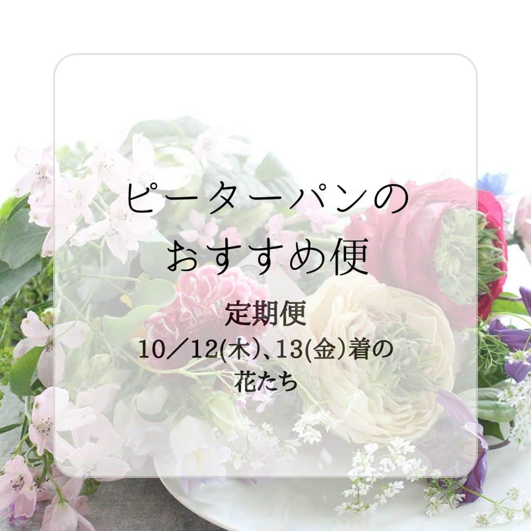 雑誌『花時間』のインスタグラム：「お届けする花材も、秋のものが入っています。 季節を感じられるのが、定期便の魅力ですね。  【プチ_Ｓ】 バラ(テナチュール) キク(ネオ) カーネーション(メルレットサーモン) コスモス(ピコティー) キバナコスモス ツキミソウの実 キイチゴ(ベビーハンズ） メラレウカ  【スタンダード_Ｍ】 バラ(テナチュール) バラ(リテラテュール) キク(ネオ) カーネーション(メルレットサーモン) カーネーション(キャラメル) コスモス(ピコティー) キバナコスモス クレマチス(ローグチ) ツキミソウの実 キイチゴ(ベビーハンズ） グレビレア(ゴールド) メラレウカ リンドウ  【リュクス_Ｌ】 バラ(テナチュール) バラ(リテラテュール) バラ(フェアリーキッスホワイト) キク(ネオ) アランダ(クリスティーン) コスモス(ピコティー) キバナコスモス クレマチス(ローグチ) プロテア(クレア) ツキミソウの実 キイチゴ(ベビーハンズ） シンフォリカルポス メラレウカ リンドウ カラー(ザズー)  【花時間ニュース】 💜『花時間マルシェ』発、花の定期便が大好評🥰　世界でここだけのバラと旬花が届く嬉しいサービスです💕  💜『花時間』の2024年カレンダー、大好評発売中！  💜『花時間2023秋』〈花屋さんへ行こう〉大好評発売中！  💜『花と短歌でめぐる 二十四節気 花のこよみ』大好評発売中  すべて @hanajikan_magazine のプロフィールのリンクから飛べます✈️  『花時間』本誌や書籍は全国の書店、ネット書店でも発売中✨  #花時間 #フラワーアレンジ #花の定期便 #花のサブスク #グリーンブーケ #夏の花 #花が好き #花が好きな人と繋がりたい #花を飾る #花を飾る生活 #花屋さんへ行こう」