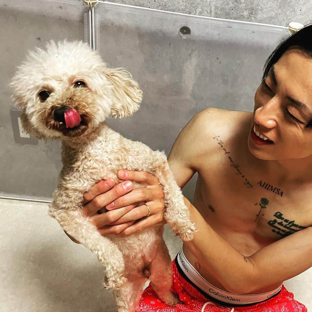BLADeのインスタグラム：「我が家の番長、 小太郎様が 先日7歳になられました。  これからも我が家を 守ってください。  #トイプードル #多頭飼い」