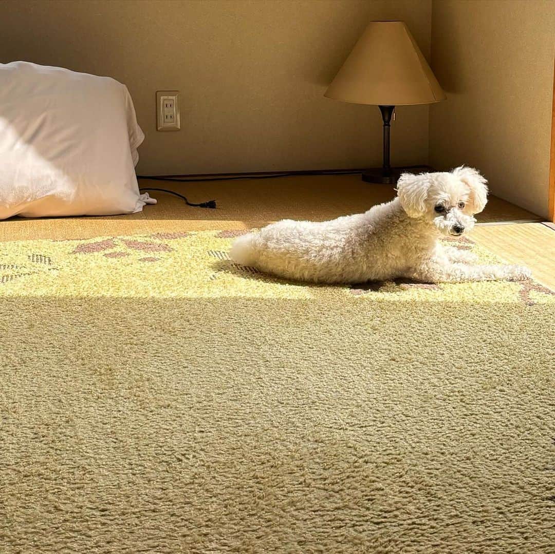 関水渚のインスタグラム：「うみ🐩」