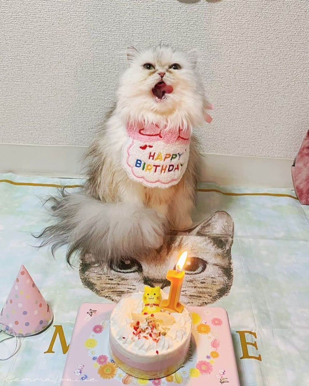 ジェマ・ルイーズさんのインスタグラム写真 - (ジェマ・ルイーズInstagram)「ミミちゃんは1歳になりました！🎂🎉 Mimi became 1years old! #猫ちゃん #猫 #ねこ #ペルシャ #persiancat #ネコ #catsofinstagram #catlover」10月11日 20時28分 - gemmatokyo