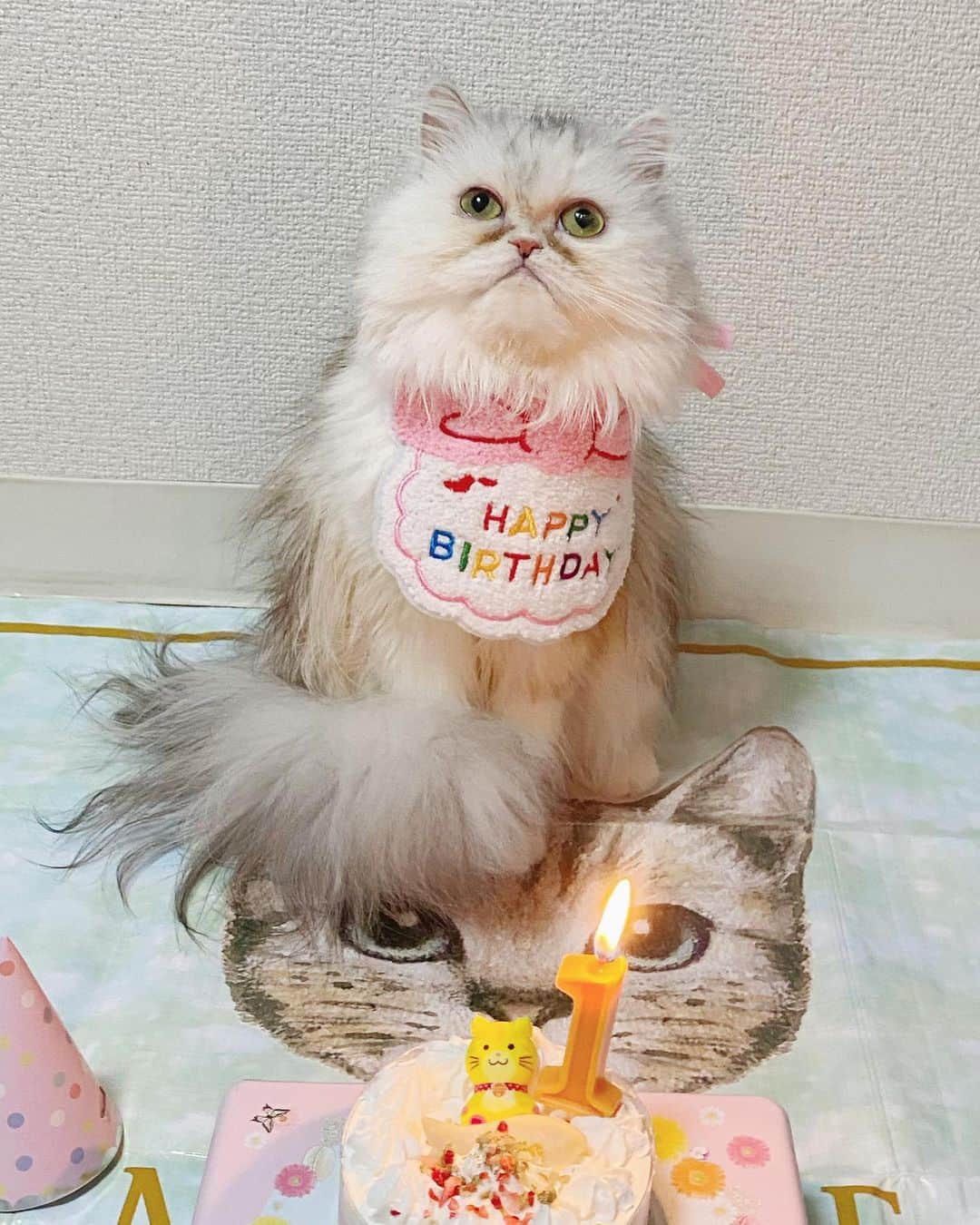 ジェマ・ルイーズのインスタグラム：「ミミちゃんは1歳になりました！🎂🎉 Mimi became 1years old! #猫ちゃん #猫 #ねこ #ペルシャ #persiancat #ネコ #catsofinstagram #catlover」