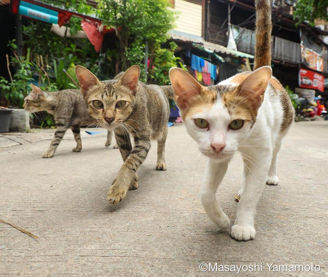 山本正義のインスタグラム：「猫来る。  Nekokuru  #猫来る」