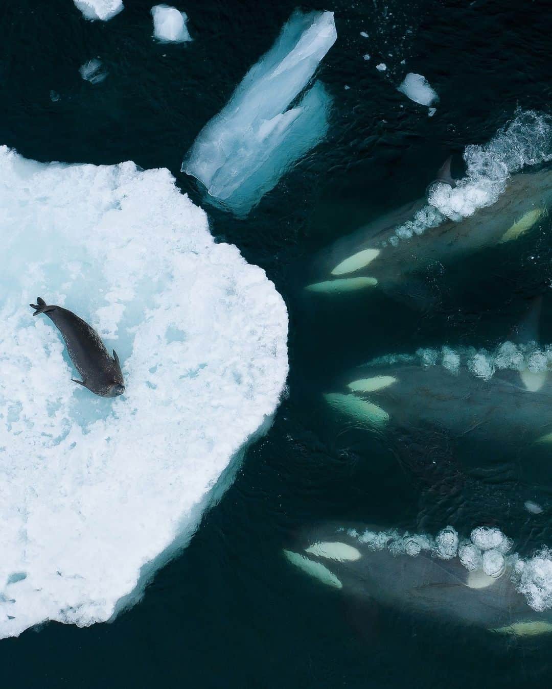 ナショナルジオグラフィックのインスタグラム：「Congratulations to @bertiegregory for this image winning the "Behaviour: Mammals" prize at the international Wildlife Photographer of the Year competition from the Natural History Museum in London!   Photos by @bertiegregory | A pod of Antarctic killer whales known as B1 lines up to wave wash a Weddell seal off an ice floe. There are just a hundred or so of these special killer whales in Antarctica. They have learned that by using teamwork as a family group and water as a tool, they can create powerful waves to access seals that would otherwise be out of reach. In this image one can see each killer whale blowing bubbles; this communication is thought to be part of their complex coordination in generating a wave.    To see these killer whales in action, check out the "Antarctic Killer Wave" episode of "Animals Up Close," now streaming on @disneyplus. You can also read about them in the November Issue of National Geographic magazine or at the link in bio.  This image has just won the "Behaviour: Mammals" prize at the Wildlife Photographer of the Year competition. It was an enormous team effort, so a huge thank you to everyone involved, from the field crew in Antarctica to the logistical support team back in Bristol, U.K. #AnimalsUpClose」