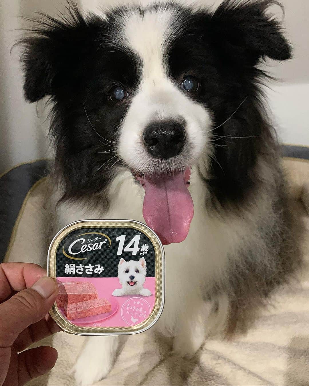 犬バカ部宣伝部長のインスタグラム：「そらちゃんのフード食いつきが悪くなった時用の ウェットフード🐼🍚 あ。もう15歳になってもーたやんかそらちん🤣❤️ ⁡ あ。よく見たら14歳からの！って書いてる✋🥺 ⁡ #犬バカ部 #bordercollie #ボーダーコリー #dog #犬 #白黒 #そら #ふにゃボダ部 #ボダ娘」