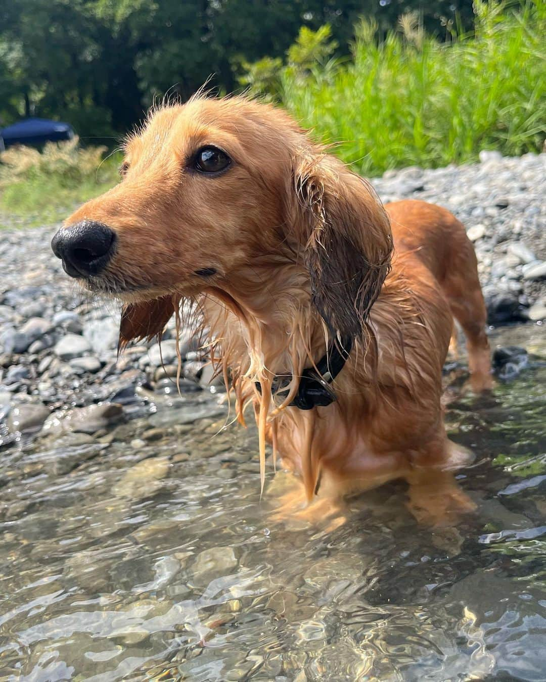 RINAさんのインスタグラム写真 - (RINAInstagram)「くちとの遅い夏休み🌻 短足くん水遊びより落ちてる石で遊ぶ方が楽しかったみたいでした😀 ・ #cyberjapan #cjd_rina #cyberjapandancers」10月11日 21時05分 - cjd_rina