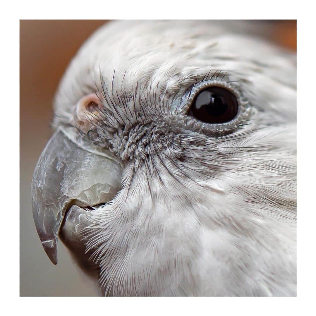 のインスタグラム：「best photo  http://www.ryoichisakai.com  #オカメインコ #ゆらちゃん  ©︎ryoichisakai」