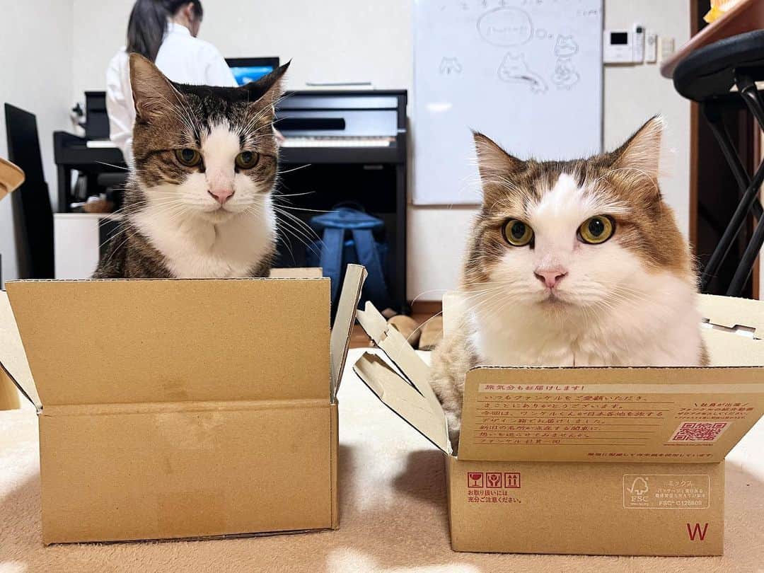 ひのき猫のインスタグラム：「箱はとりあえず入ります。  ・ ・ ・  #ひのき猫  #秀吉  #オデコ  #ダンボールが好き  #かわいい猫  #親子猫  #ぬいぐるみ猫  #にゃんすたぐらむ  #ねことの生活  #cats  #catstagram  #cutecats」
