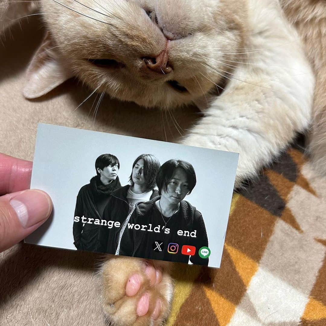 飯田カヅキさんのインスタグラム写真 - (飯田カヅキInstagram)「strange world's end、 SNSやYouTubeに簡単にアクセス出来るカードが出来ました。今後のライブで物販に置いておくので気軽に持っていってくださいね。俺個人的にはQRコードを11個載せたかったんだけど、選んで読み込むのが大変困難な為、却下になりました。   #strangeworldsend #ストレンジワールズエンド #飯田カヅキ #kazukiiida #平マサト #masatotaira #フルカワリュウイチ #ryuichifurukawa #band #バンド #ミュージシャン #musician #x #twitter #instagram #youtube #line #sns #card #qrcode #qrコード #tirol_neko #猫 #cat」10月11日 21時23分 - kazukiiida_strange