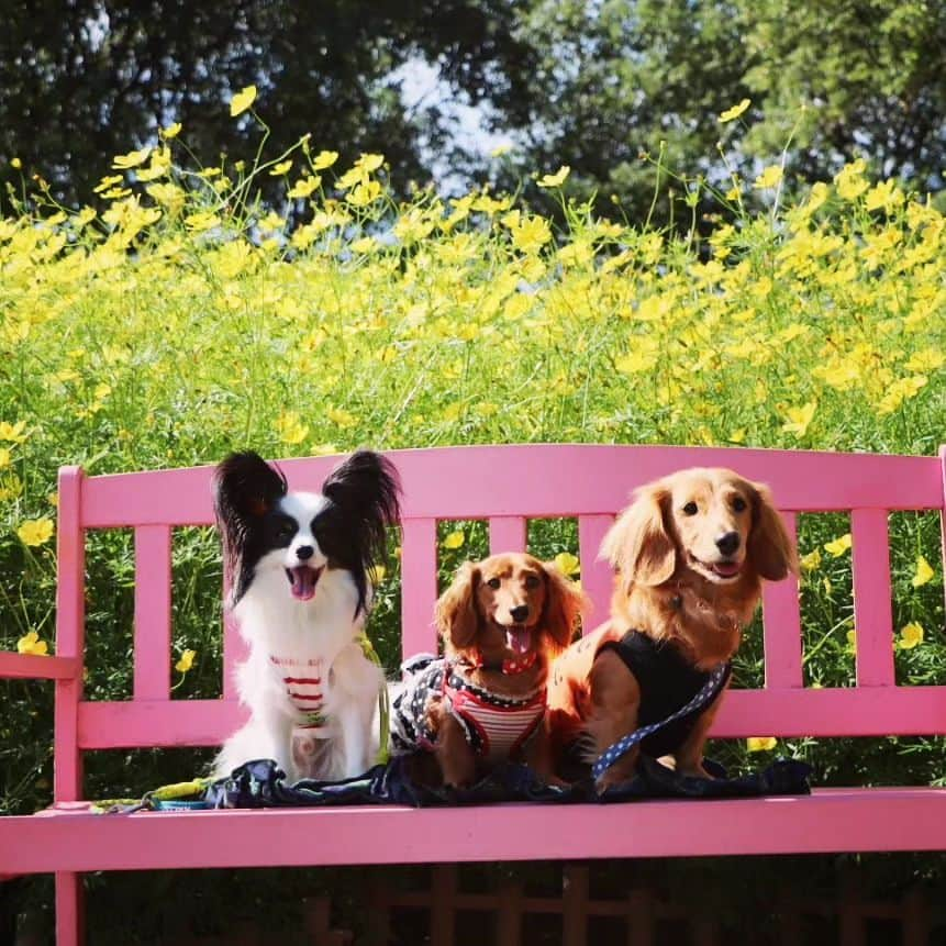 ピックさんのインスタグラム写真 - (ピックInstagram)「キバナコスモスと🐶🐶🐶 、 木曽三川公園には、かわいい💞ピンクの椅子が 、 遠くから撮影すると、椅子自体がかなり斜めになってるよ😅😅😅 、 @kota.emon.papi.mama  美里カメラマン📷 、 美里ちゃんは、椅子のはイマイチって、言ってたけど、私はお気に入り 主役は真ん中ねって💓💓優しいお言葉 かわいい💞ピク＆ピコ＆笑門 、 この、椅子を見ると、チワワ思い出すわ🤭🤭🤭 🐶🐶🐶🐶  、 #木曽三川公園  #コスモス #一眼レフカメラ  #岐阜県 #わんことお出かけ #多頭飼いの幸せ #イッヌ #いぬバカ部 #pecoいぬ部 #peppyフォト部 #dachshundlove #doggy #dogstagram_japan #イヌスタグラム #いぬすたぐらむ #たんそく部 #いぬのいる暮らし #犬の居る生活 #miniaturedachshund #犬 #dog #todayswanko #pecoいぬ部 #わんわん小学校 #lovedogs #犬好きな人と繋がりたい」10月11日 21時35分 - pick09040904