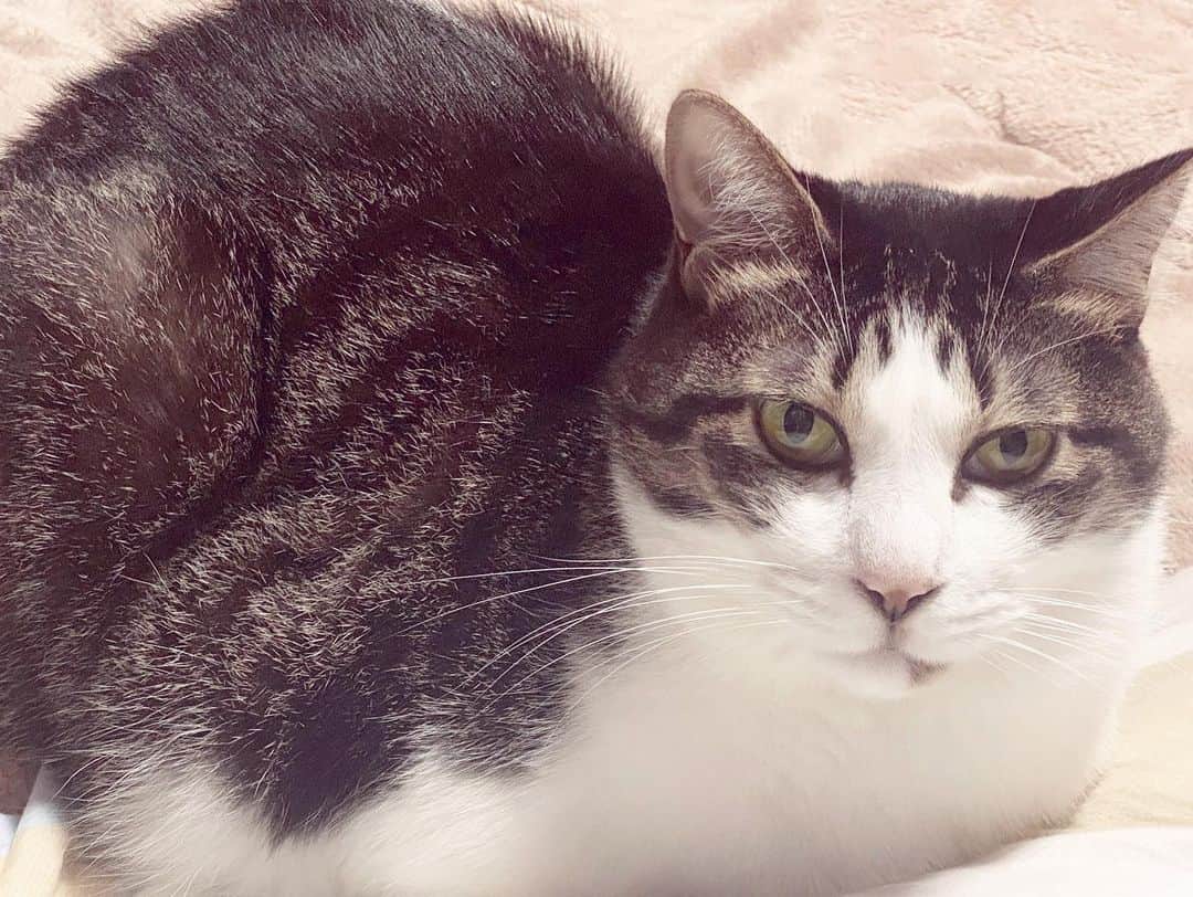 ボールドウィン零のインスタグラム：「かわいいでしょ🐈  寝起きで目つきが悪いです🥺  #ねこすたぐらむ #きじとら」