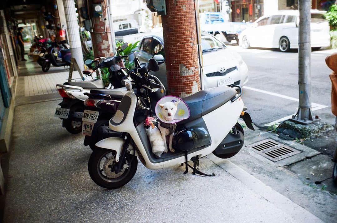 島田大介のインスタグラム：「早安  #taipeidogs  #leicacamera  #kodakportra400」