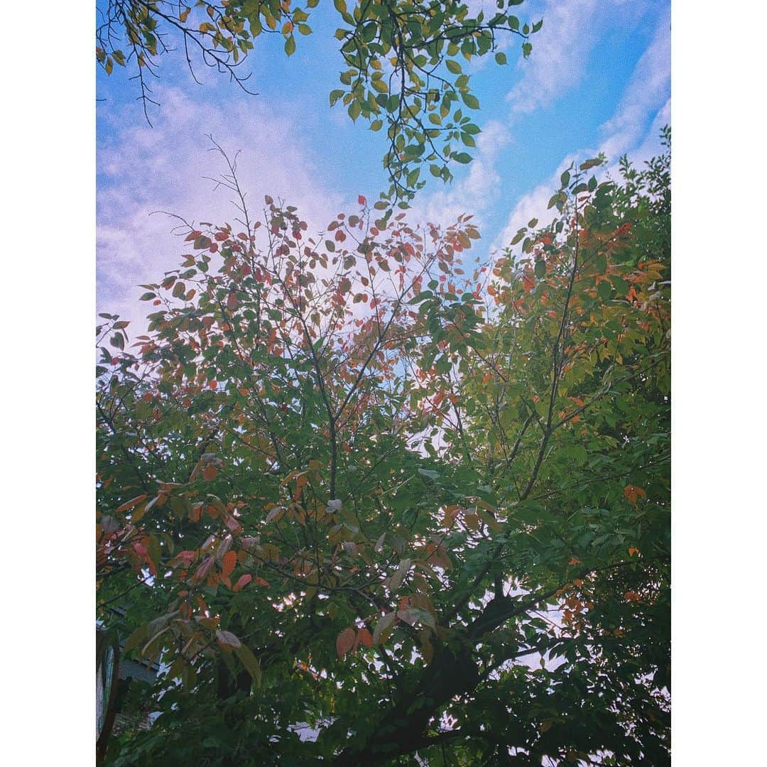 橘美緒さんのインスタグラム写真 - (橘美緒Instagram)「小さい秋みつけた🍂」10月11日 21時49分 - mio_tachibana