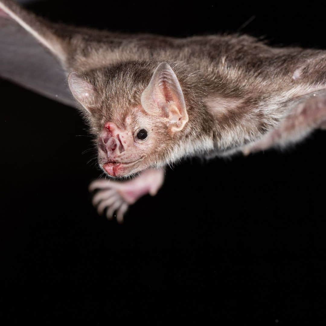 Discoveryさんのインスタグラム写真 - (DiscoveryInstagram)「Why are bats often associated with vampires? 🦇🧛🏻‍♀️  Very few bat species feed on blood, but the species in this photo - the vampire bat - does! When European explorers first encountered this species in the Western Hemisphere, they were quick to draw an association with the much-older legend of the vampire.   📷: Nicolas Reusens  #Halloween #wildlife #history」10月11日 22時00分 - discovery