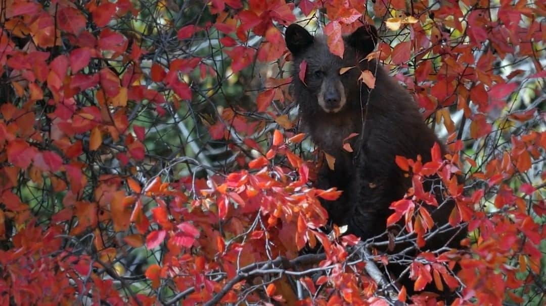 アニマルプラネットのインスタグラム：「A black bear eats berries in a hawthorn bush. Try saying that three times fast! 🐻🍁  🎥: Gregory B. Balvin  #FallVibes #wildlife」