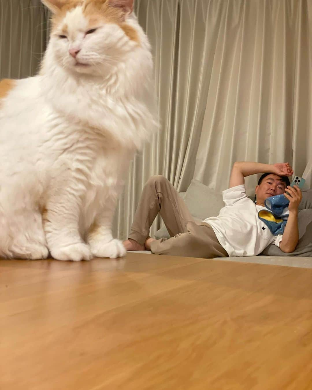 かまいたち山内と、猫たちさんのインスタグラム写真 - (かまいたち山内と、猫たちInstagram)「🙋‍♀️ サマーカットからすっかり元通りのにゃんじです🐈 #にゃんじとやまうち」10月11日 22時21分 - kamaitachi.neko.6.neko