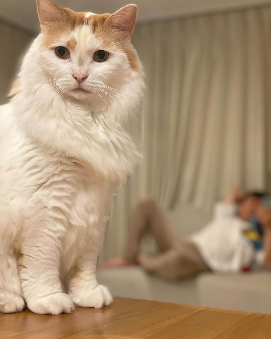 かまいたち山内と、猫たちのインスタグラム：「🙋‍♀️ サマーカットからすっかり元通りのにゃんじです🐈 #にゃんじとやまうち」