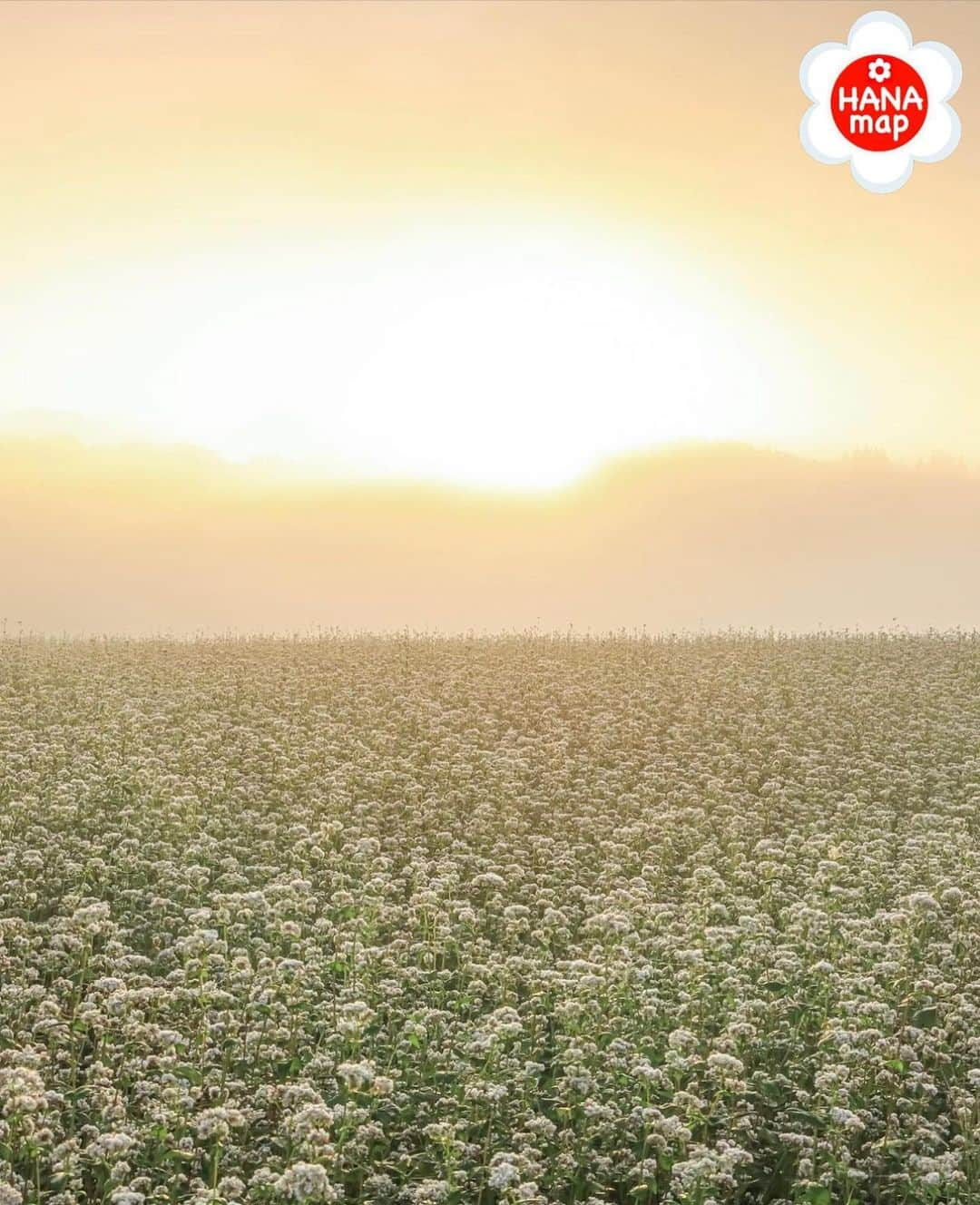 はなまっぷ❁日本の花風景のインスタグラム