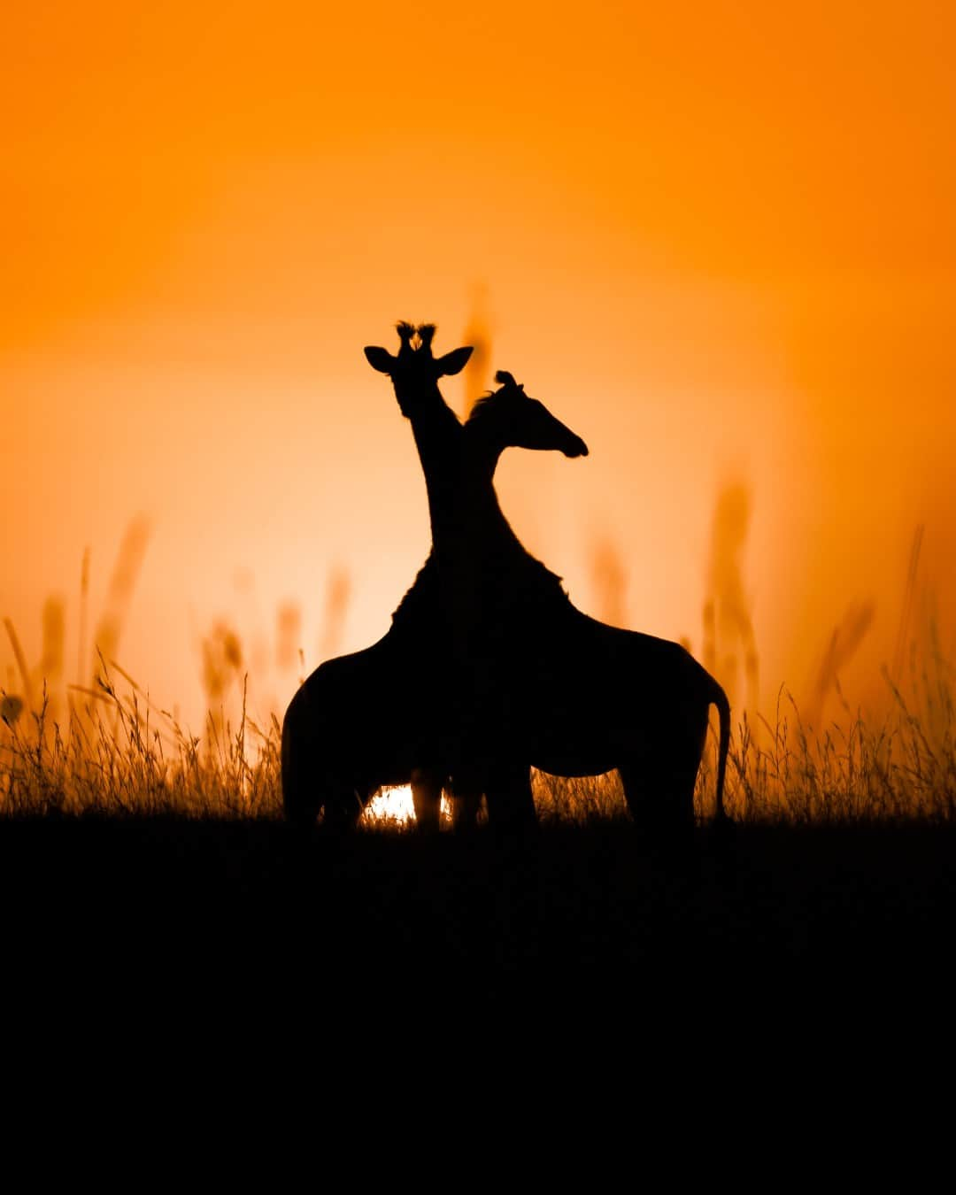 Canon UKさんのインスタグラム写真 - (Canon UKInstagram)「Magical moments 📸   📍 Masai Mara, Kenya  📷 by @prasanna.ramanathan  Camera: EOS R5 Lens: EF 70-200mm f/2.8L IS III USM Shutter Speed: 1/128, Aperture: f/5.6, ISO 100  #canonuk #mycanon #canon_photography」10月11日 22時55分 - canonuk