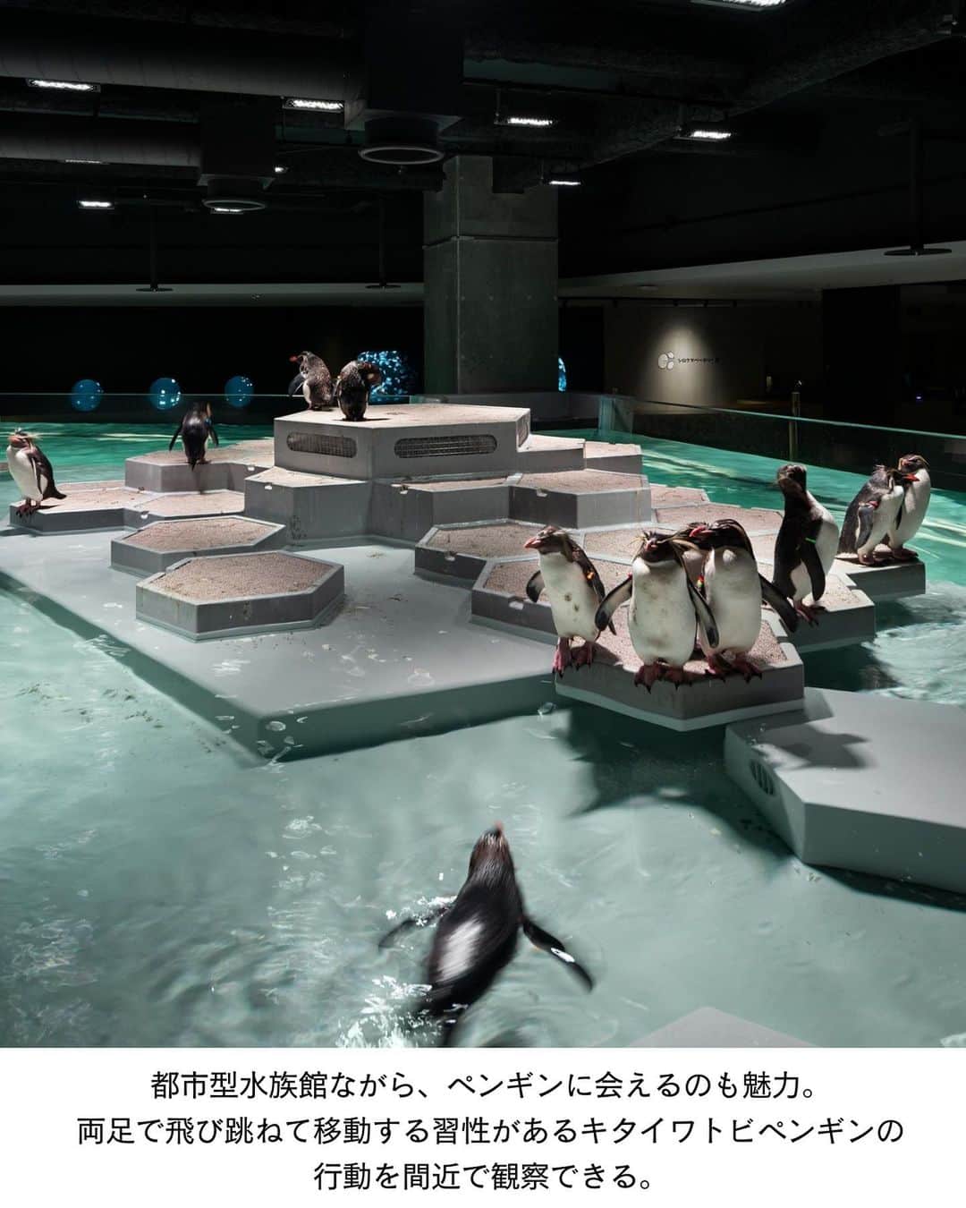 ELLE DECOR JAPANさんのインスタグラム写真 - (ELLE DECOR JAPANInstagram)「建築やデザインを楽しめる、美しい水族館をご紹介。  1-2...AQUARIUM×ART átoa／兵庫県・神戸市 2021年にオープンしたアクアリウムとアートを融合させた新感覚の水族館。テーマ性の高い展示が楽しめるうえ、館内は思わず撮影したくなるような映えスポットばかり。  3-4...AOAO SAPPORO／北海道・札幌市 2023年7月、札幌の中心地にオープン。ペンギンなどの生物展示に加えて、バックヤードの公開やデジタルアートなど、様々なアプローチで水辺の生物の魅力を伝えている。  5-6...四国水族館／香川県・綾歌郡 瀬戸内海を再現した展示スペースや、夕焼けの景色をバックにイルカが泳ぐ絶景など、周囲の自然と融合した四国らしさあふれる空間が楽しめる。  7-8...上越市立水族博物館 うみがたり／新潟県・上越市 2018年にオープン。日本海に面した立地を生かした展示や空間づくりが魅力で、海の生き物を鑑賞しながら、雄大な自然も体験できる大型の水族館。  #水族館 #デジタルアート #AQUARIUMARTátoa #AOAOSAPPORO  #四国水族館 #上越市立水族博物館うみがたり #AQUARIUM #美しい建築 #建築好き #水族館巡り #水族館フォト #お出かけスポット」10月12日 19時05分 - elledecorjapan