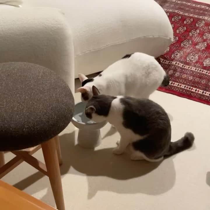 猫ラボのインスタグラム：「水飲みASMR（途中で電子レンジの音が入ってしまった）」