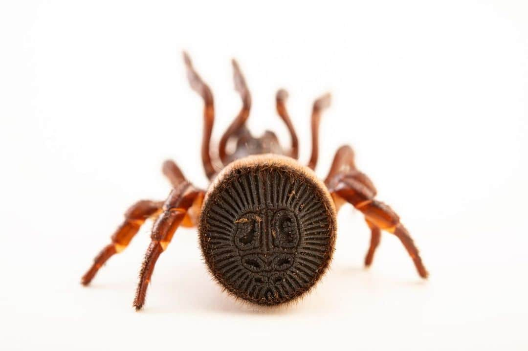 Joel Sartoreさんのインスタグラム写真 - (Joel SartoreInstagram)「With a back end that looks much like an Oreo, this arachnid does not spin webs, but instead, burrows, using its hardened abdominal disc to plug the entry to its underground home. A member of the Cyclocosmia genus, these rare spiders are the smaller, less hairy cousins of tarantulas, and are often regarded as living fossils.   #NationalFossilDay #oreospider #spider #arachnid #animal #wildlife #photography #wildlifephotography #animalphotography #studioportrait #PhotoArk @insidenatgeo」10月11日 23時06分 - joelsartore